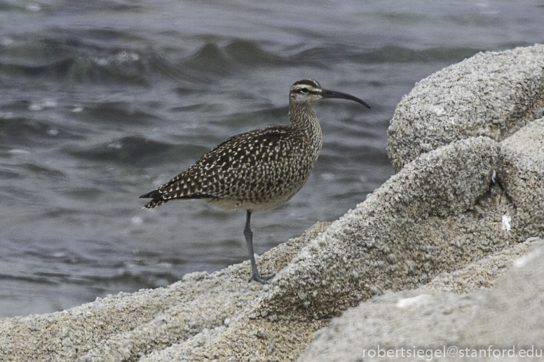 whimbrel